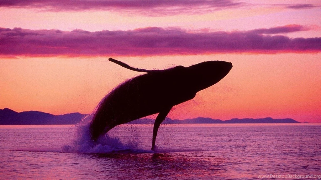 Jumping Whale Desktop Backgrounds HD 1920x1080