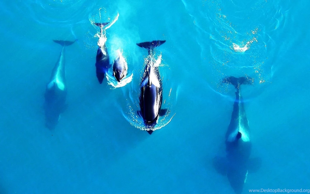 Whale Wallpapers Free Wallpapers