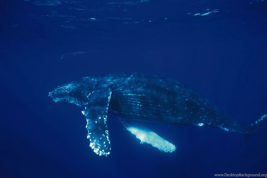 Blue Whale Computer Wallpapers, Desktop Backgrounds