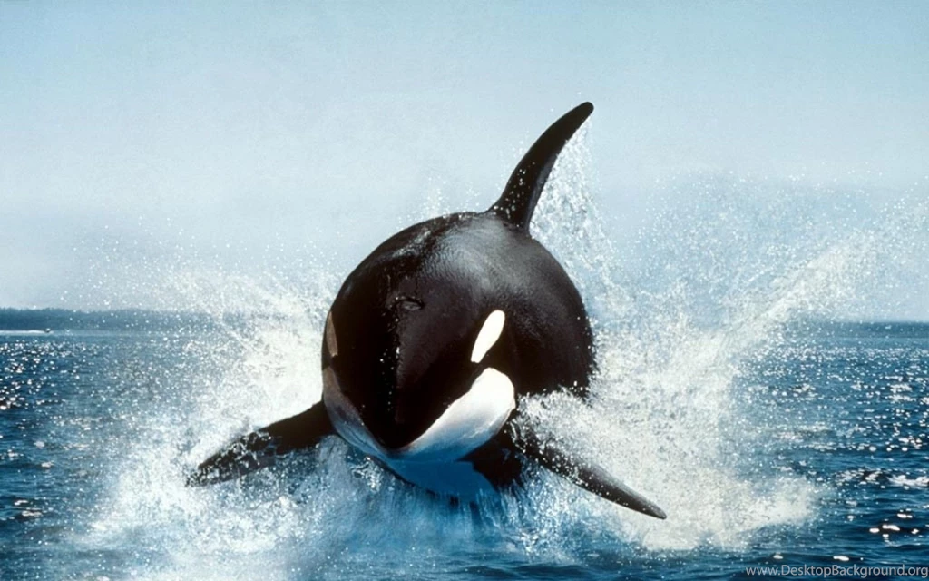 Killer Whale Wallpapers For PC Free 41909 Full HD Wallpapers Desktop ...