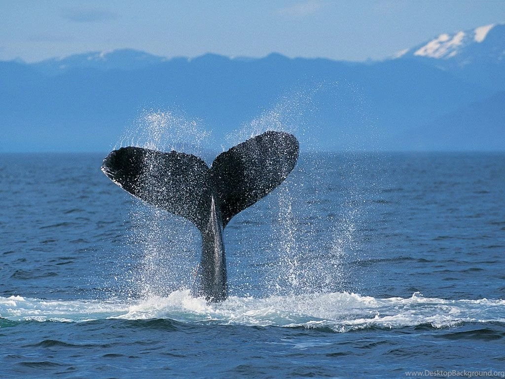 Humpback Whale Ocean