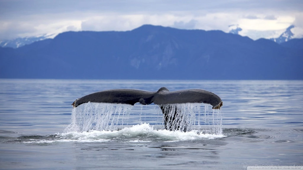 Whales Wallpapers Page 5: Beautiful Nature Color Bay Fields Water ...