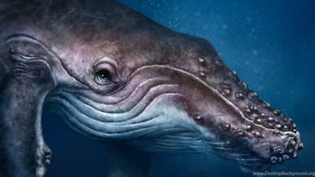 Big Mouth Whale Desktop Backgrounds HD 1920x1080