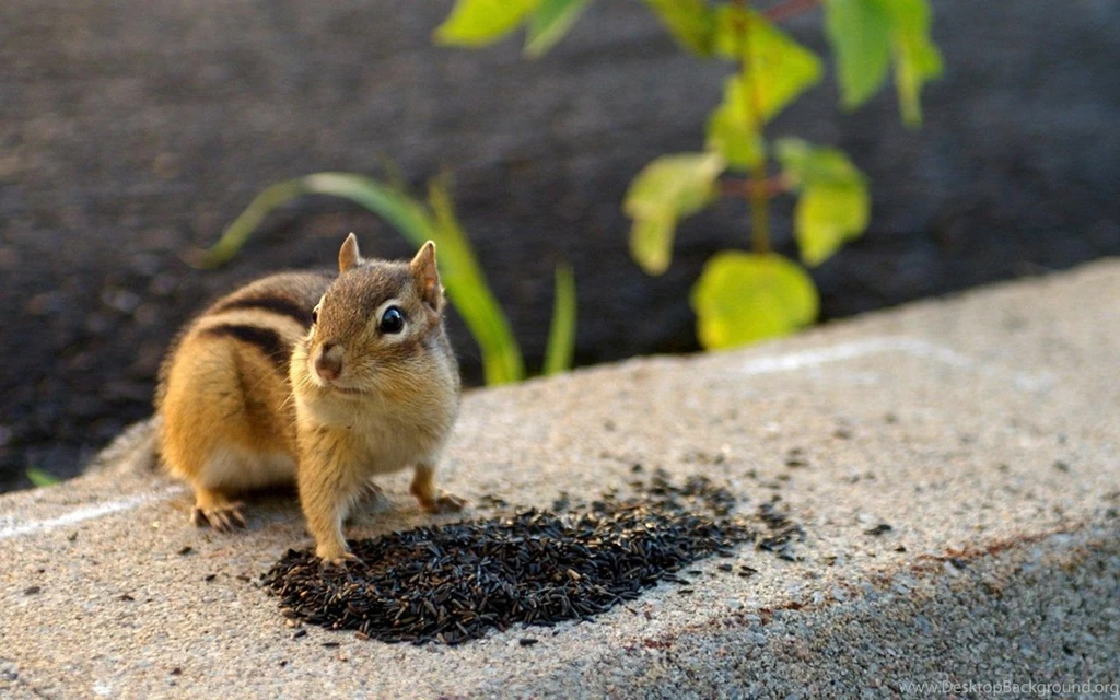 Animal Wallpaper Desktop.jpg