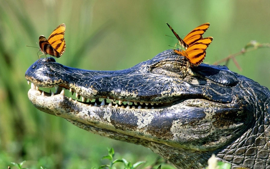 HD Funny Animals Wallpapers
