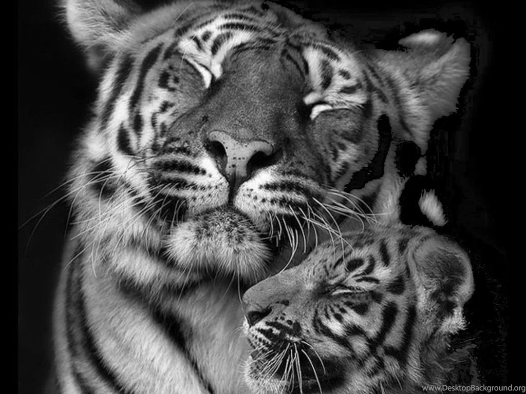 Wallpapers Baby Playng Tiger Love In B W Animals Black And White ...