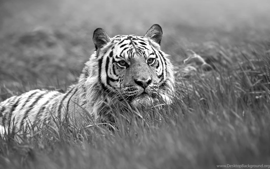 Nice Tiger Wallpapers Snow Image High Quality Picture