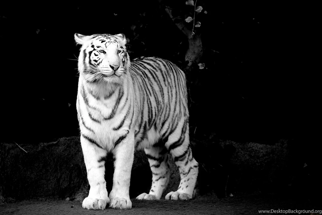 White Tiger Desktop Wallpapers