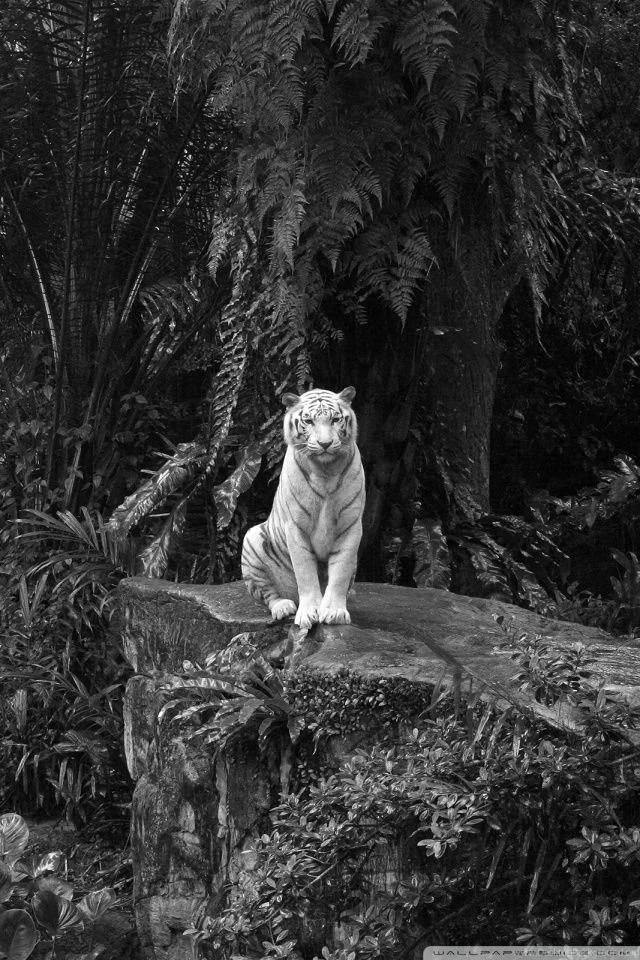 White Tiger HD Desktop Wallpapers : High Definition : Fullscreen ...