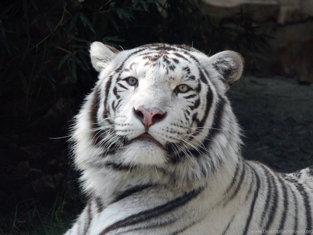 White Tiger Wallpapers HD Wallpapers Lovely