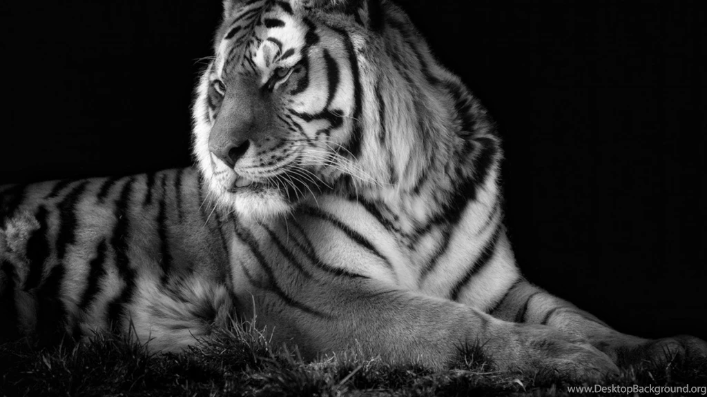 Tigers White Tiger Wallpapers
