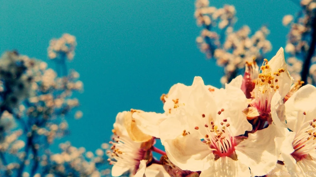 Vintage Flowers Wallpaper Picture.jpg