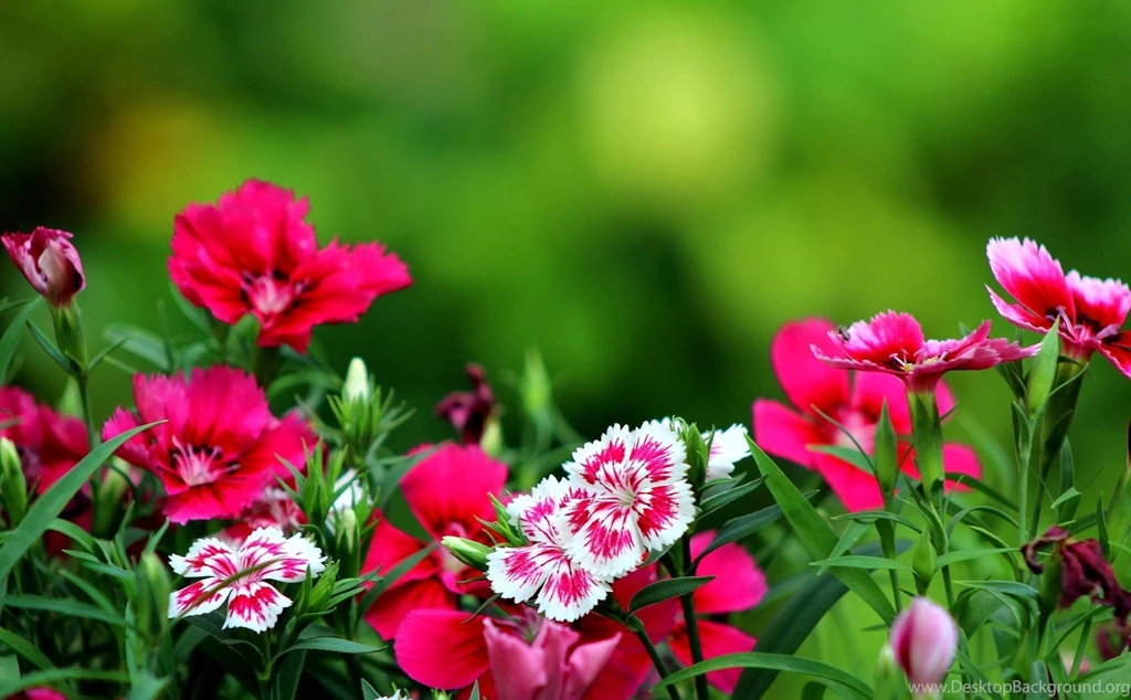 Flowers Desktop Backgrounds