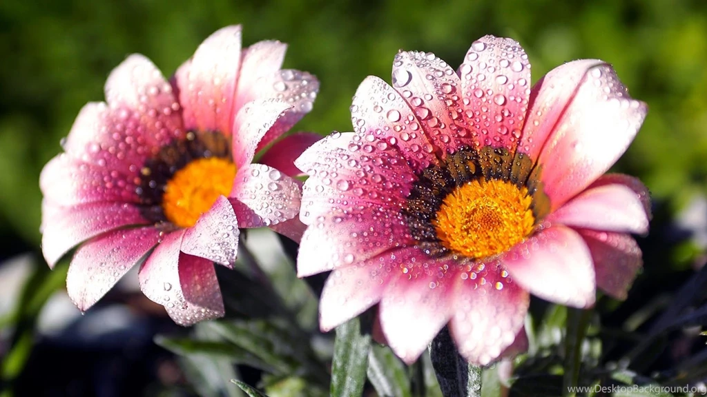 6 Lovely Flowers Wallpapers Desktop Backgrounds Full Screen ...