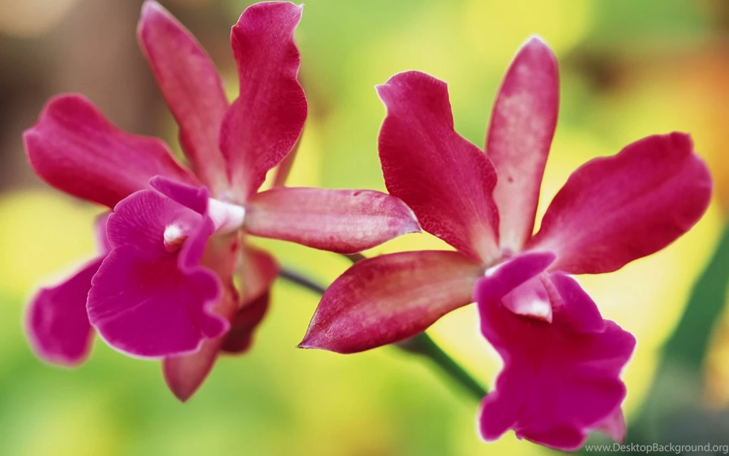 Gallery For Free Wallpapers For Desktops Flowers