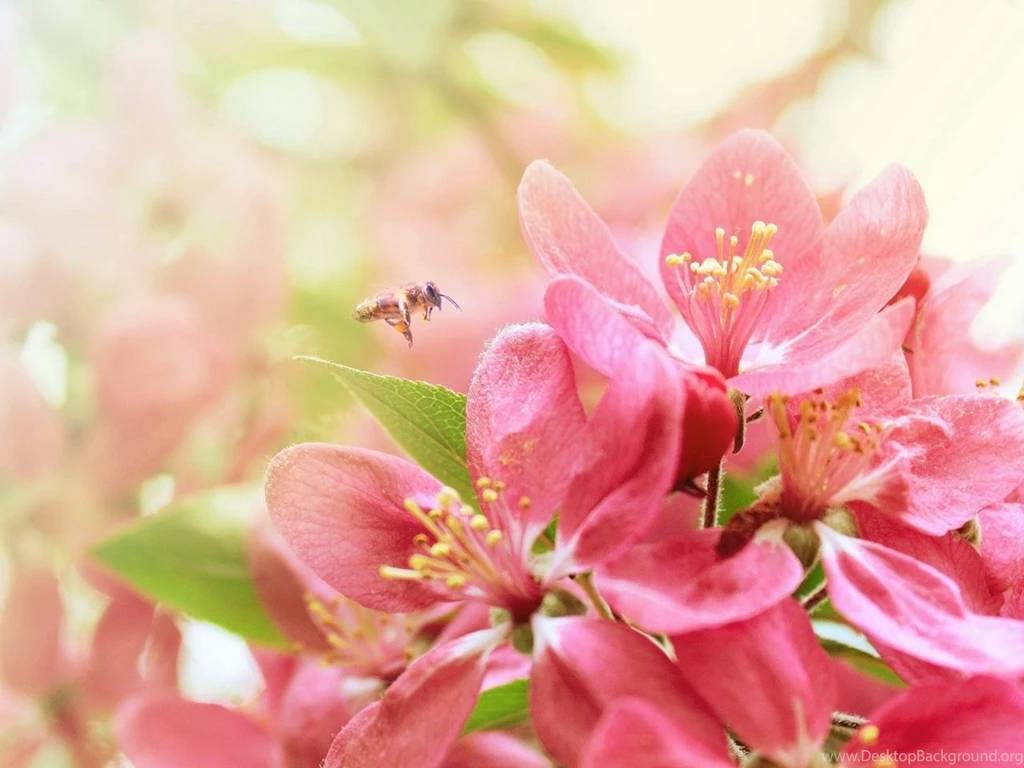 Warm And Pure Pink Flowers Desktop Wallpapers 1280x960 Hd Wallpapers ...