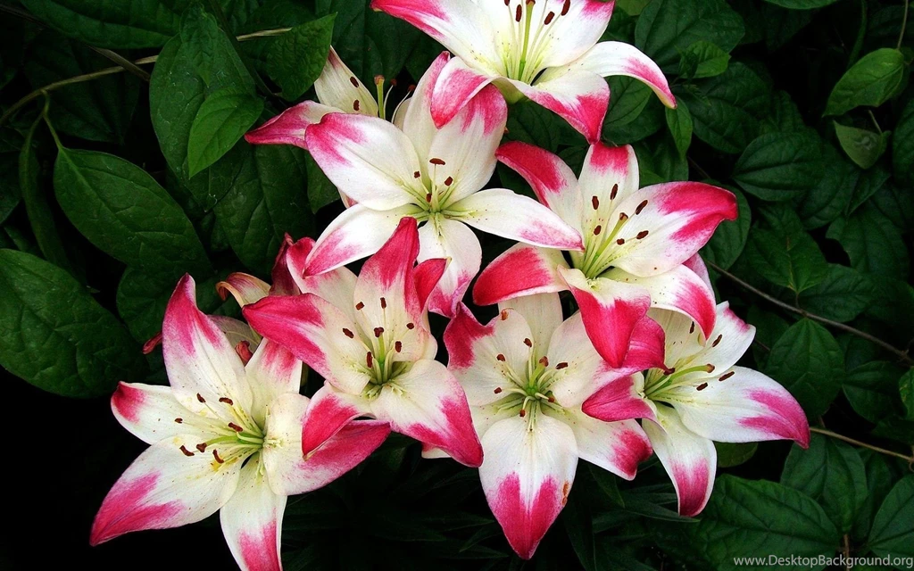 Lilly Flowers Desktop Backgrounds