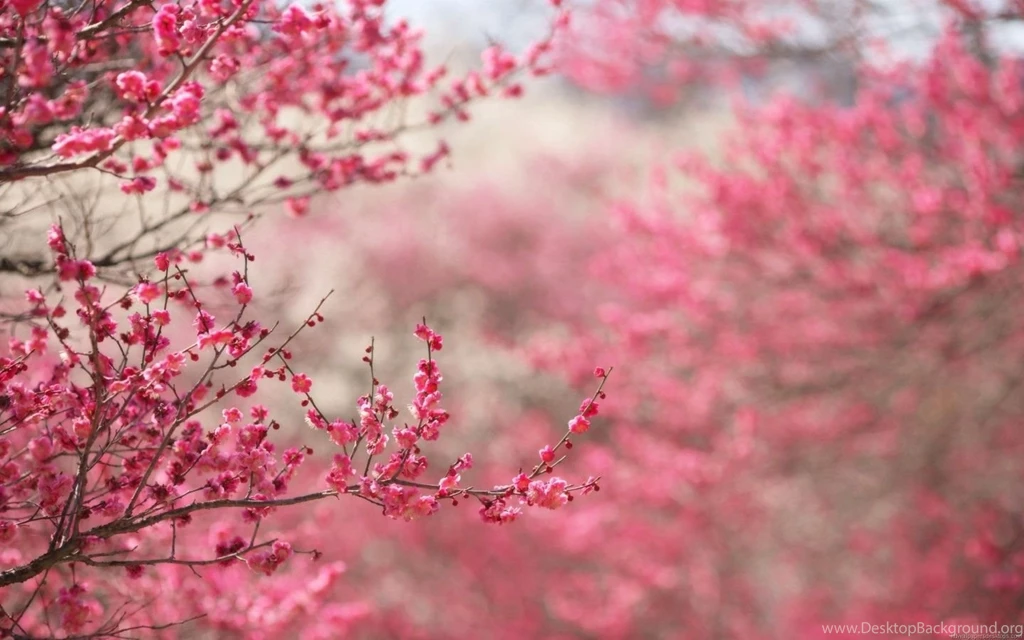 Flowers Hd Pink Water Lily Beautiful Wallpapers HD Widescreen ...
