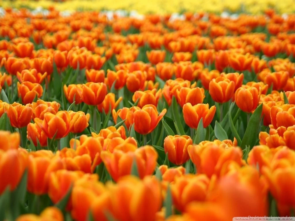 Spring Flowers HD Desktop Backgrounds Wallpapers 7524   HD ...