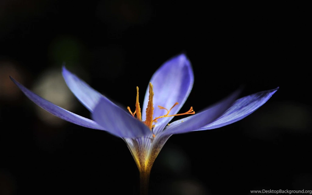 Flowers Images For Desktop Backgrounds