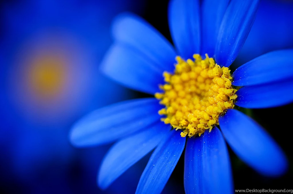 Blue Flower HD Wallpaper