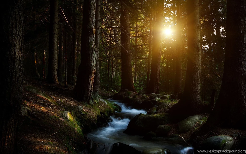 Dark Forest HD Wallpapers, Dark Forest Backgrounds