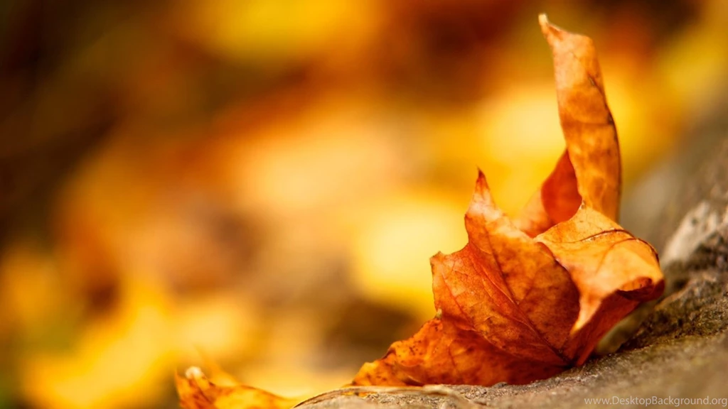 Gallery For Autumn Macro Wallpapers