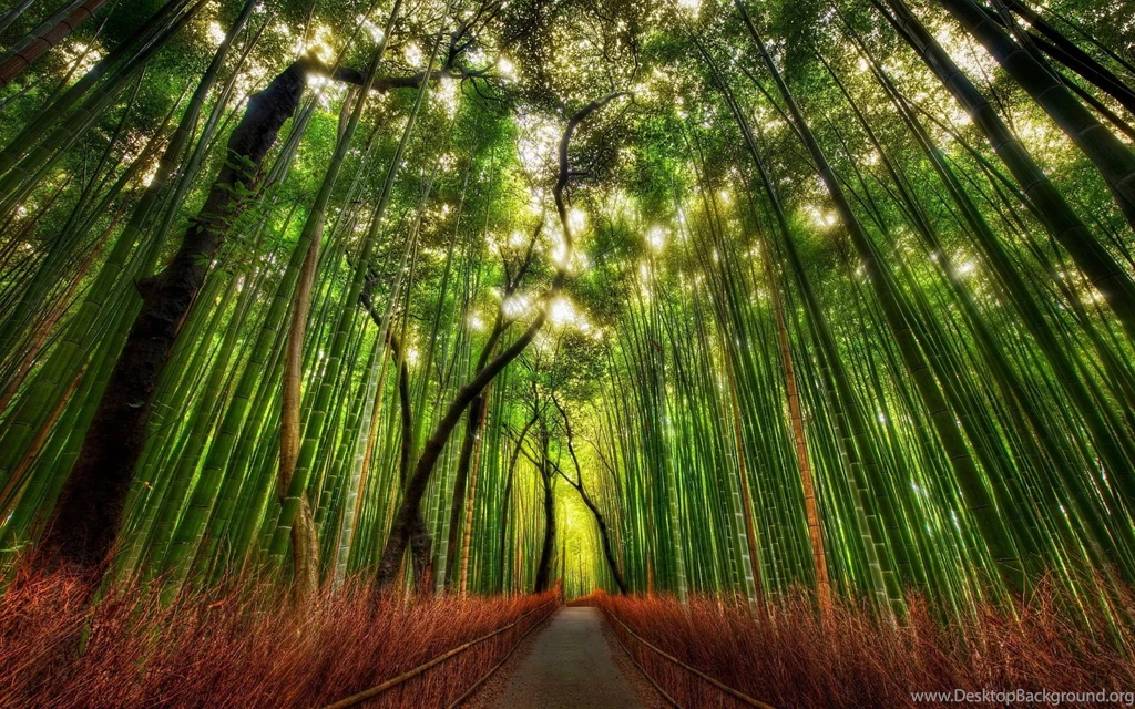 Gallery For Bamboo Forest Hd Wallpapers