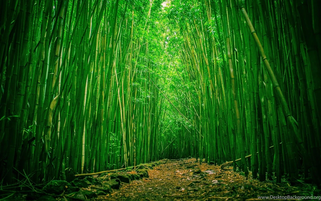 Gallery For Bamboo Forest Hd Wallpapers