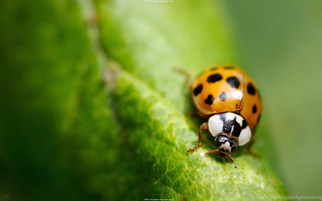 Free Wildlife Wallpapers