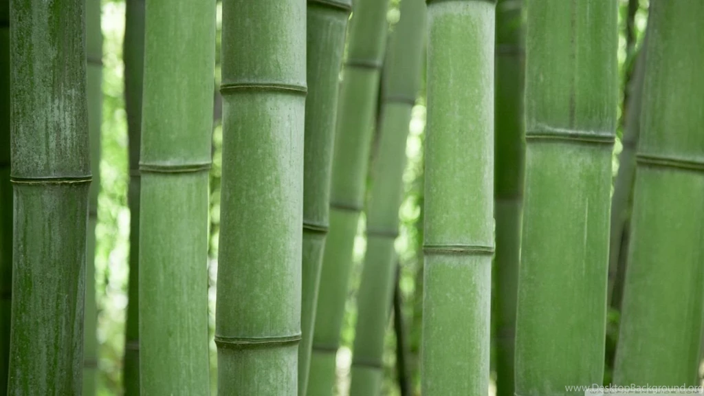 Bamboo Trees HD Desktop Wallpapers : High Definition : Fullscreen ...
