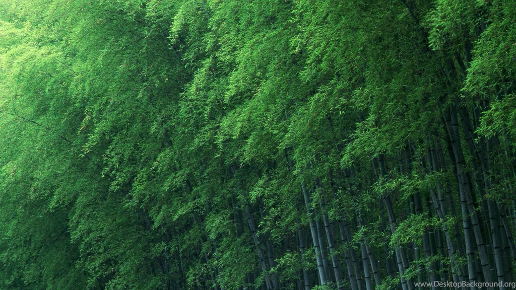 Download Wallpapers 1920x1080 Bamboo, Branches, Green, Young ...