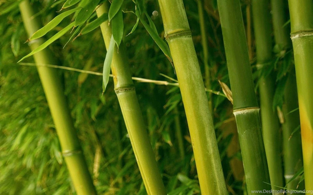 Wallpapers: Bamboo Wallpapers