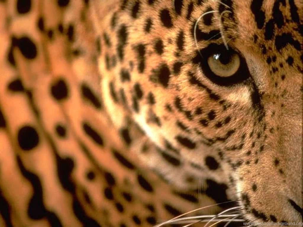 Jaguar Pictures Wild Jaguar Predator Animal Pictures