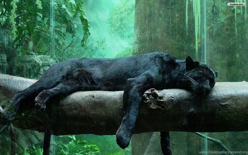 Gallery For Black Jaguar Wallpapers