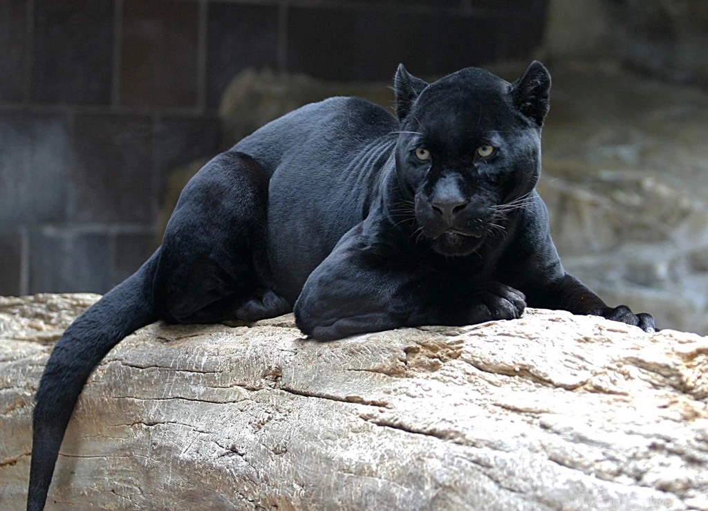 Jaguar Wallpapers And Backgrounds Animals Town
