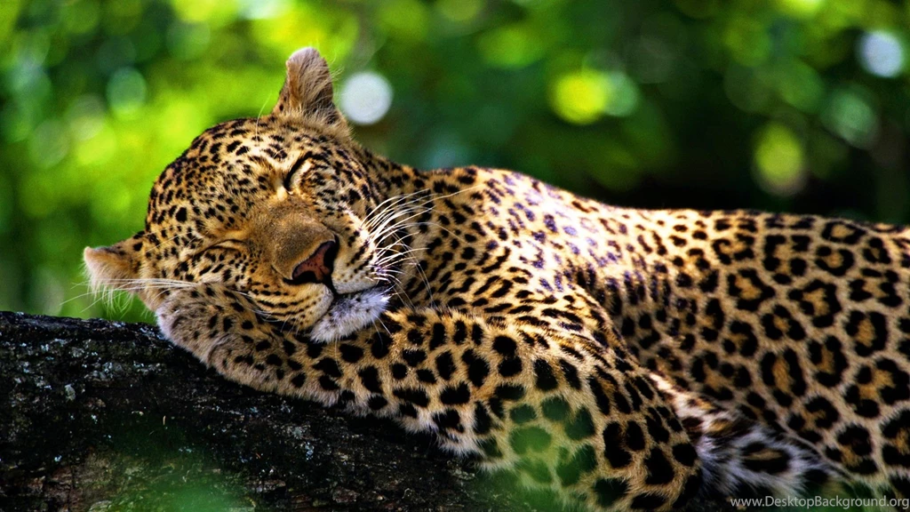 Jaguar Wallpapers