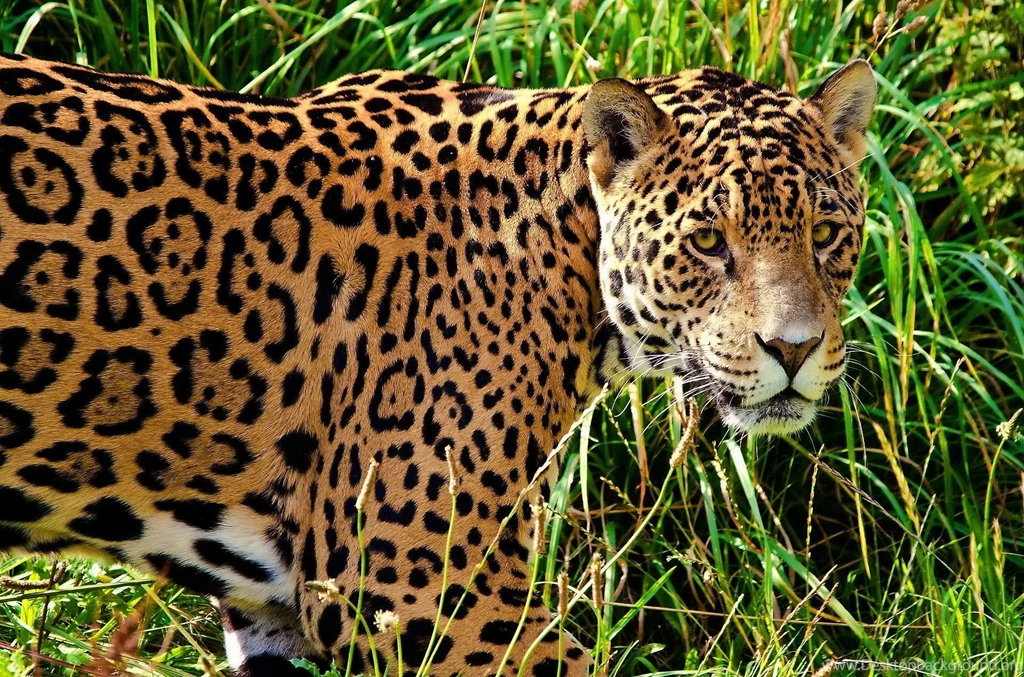 Jaguar Computer Wallpapers, Desktop Backgrounds