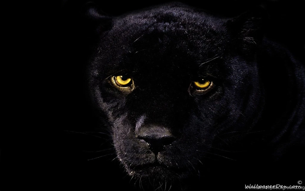 Black Jaguar Wallpapers