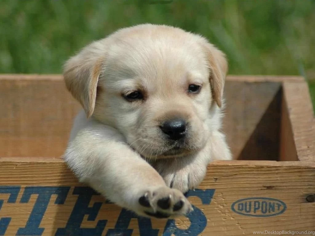 Gallery For Cute Puppy Wallpapers Computers