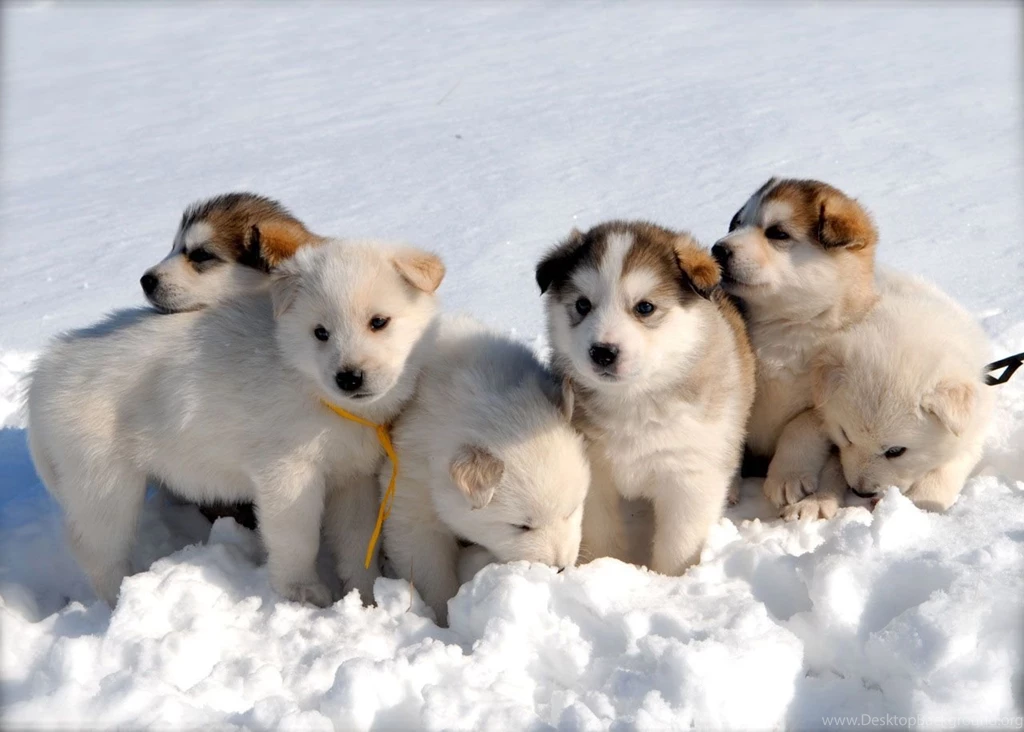 Cute Husky Wallpaper Cute Puppies On The Ice Wallpaper For Android.jpg