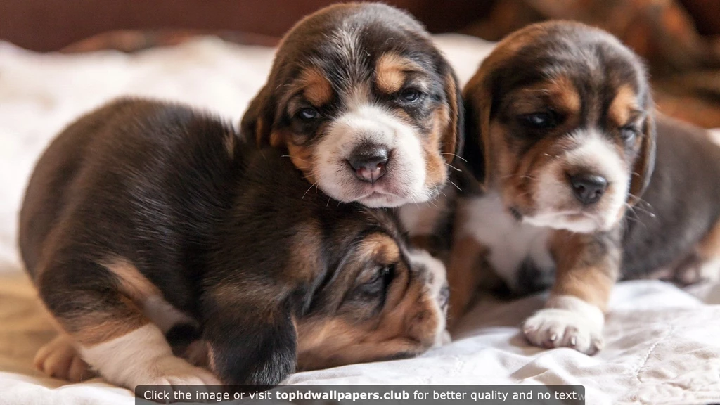 Best Puppies 4K Or HD Wallpapers For Your PC, Mac Or Mobile Device