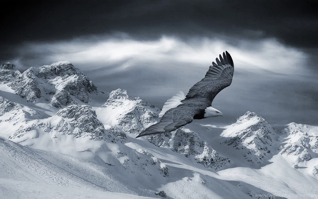 Wallpaper: Birds, Sky, Snow, Mountain, Predators, Eagle, Hills ...