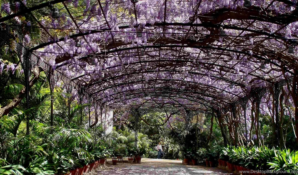 Wisteria At La Concepcion Gardens, Malaga, Spain >> HD Wallpapers ...