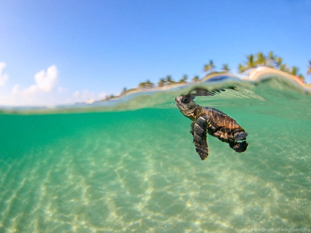 Sea Turtle Picture Animal Wallpapers National Geographic ...