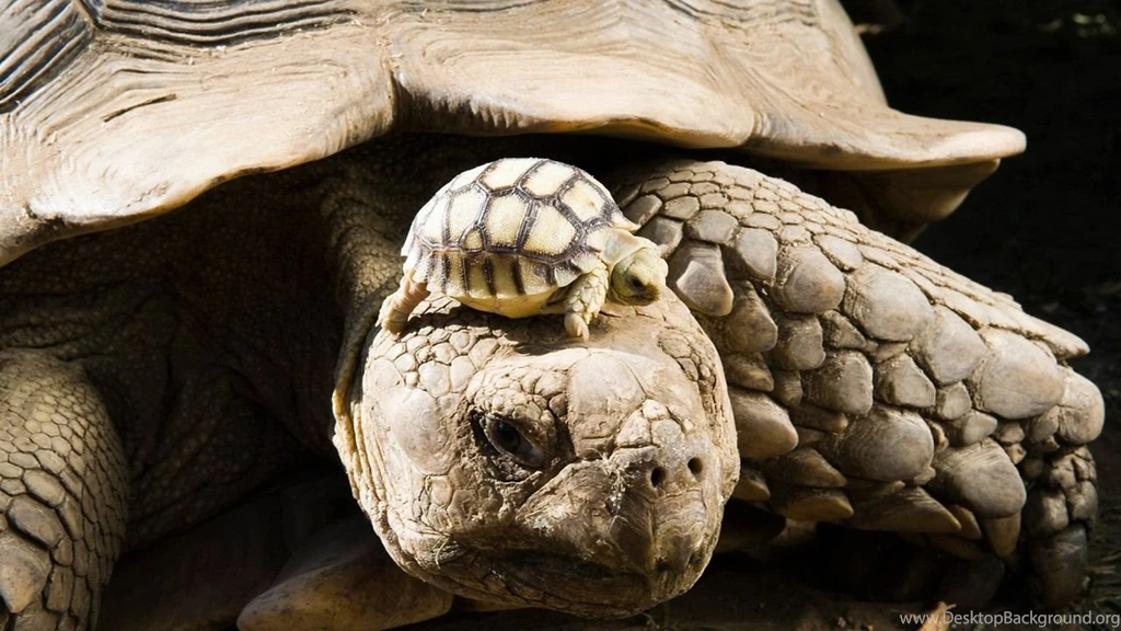 Download Wallpapers 1280x720 Turtle, Shell, Baby HDTV 720p 1280x720 ...