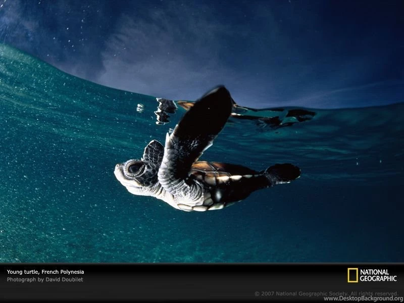 French Polynesia, Turtle, Photo Of The Day, Picture, Photography ...