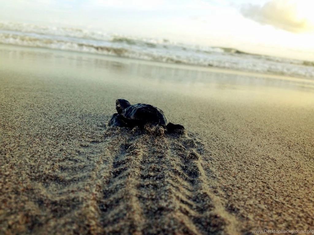 Releasing Baby Turtles In Montezuma