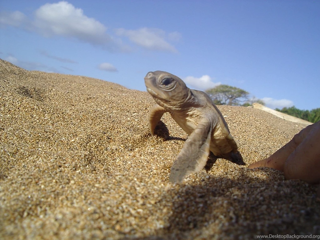 Baby Turtles Are Cool