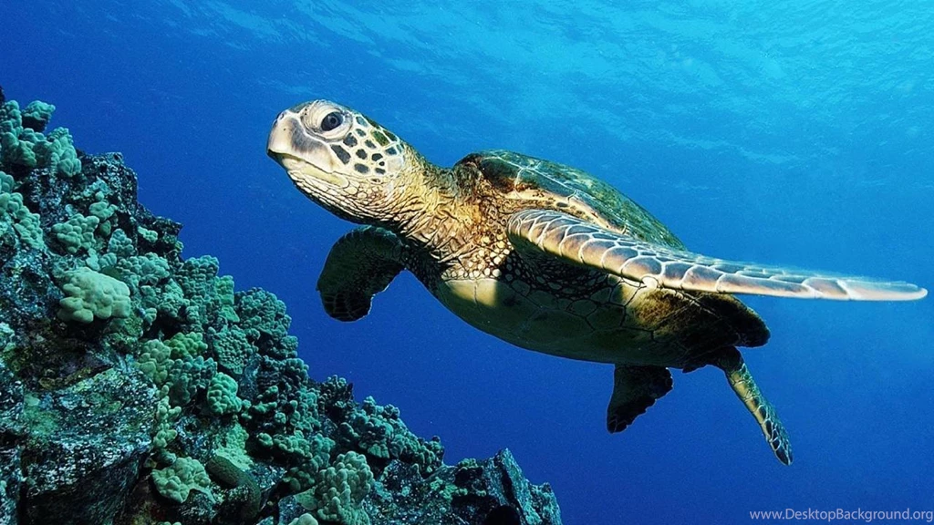 Wonderful Green Sea Turtle Wallpapers ANIMALS ANIMALS